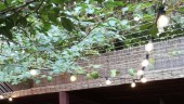 Ghirlanda Luminoasa de Exterior, cu 2 Bec Edison Led/m, Lungime 50 m, lumina calda